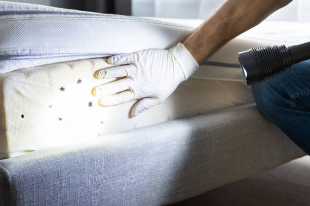 Best Spider Control Near Me  in Pleasureville, PA